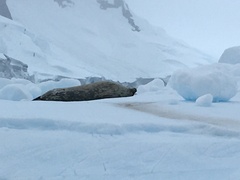 Leptonychotes weddellii