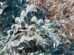 Astragalus mollissimus