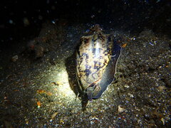 Cymbiola vespertilio