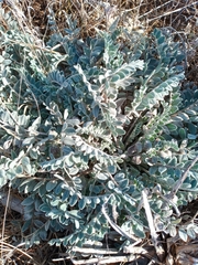 Astragalus mollissimus