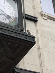 Passer domesticus