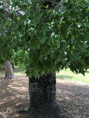 Brachychiton australis