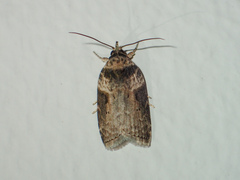 Dilophothripa alopha
