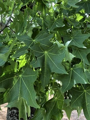 Brachychiton australis