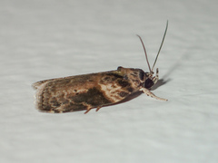 Dilophothripa alopha