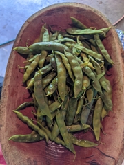Phaseolus vulgaris