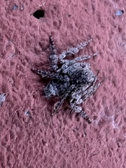 Hamataliwa grisea