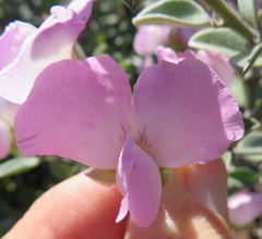 Podalyria variabilis