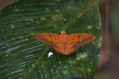 Euriphellus euribates