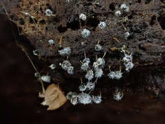 Polycephalomyces tomentosus