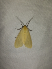 Pareuchaetes insulata