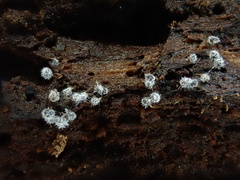 Polycephalomyces tomentosus