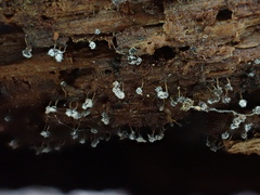 Polycephalomyces tomentosus