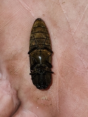Pyrophorus