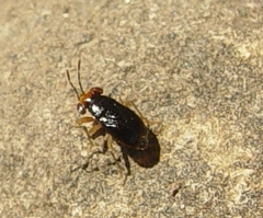 Isthmocoris piceus