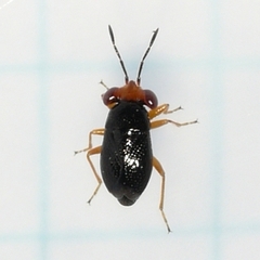 Isthmocoris piceus