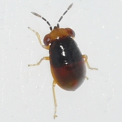 Isthmocoris piceus