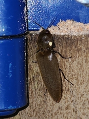 Pyrophorus