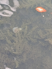 Phyllorhiza punctata