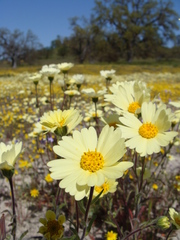Layia glandulosa