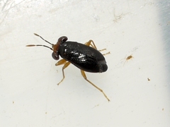 Isthmocoris piceus