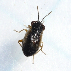 Isthmocoris piceus