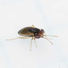Isthmocoris piceus