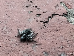 Hamataliwa grisea