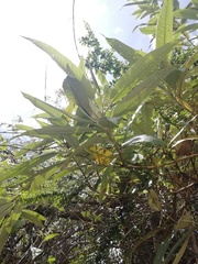 Dendrophorbium