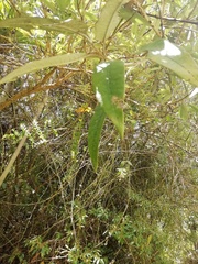 Dendrophorbium