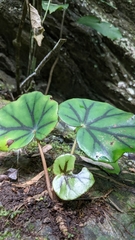Begonia glandulosa