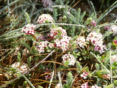 Pimelea alpina