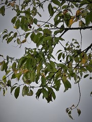 Prunus serotina capuli