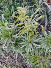 Echium candicans