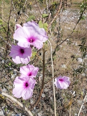 Ipomoea carnea fistulosa
