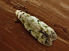 Endophthora pallacopis