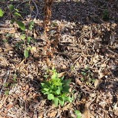 Symphyotrichum drummondii