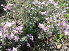 Podalyria variabilis