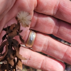 Symphyotrichum drummondii