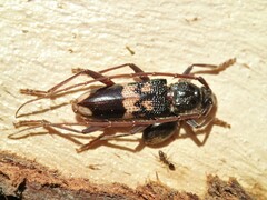 Phoracantha semipunctata