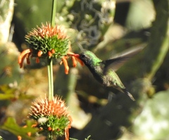 Cynanthus latirostris