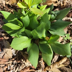 Symphyotrichum drummondii