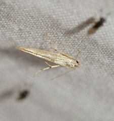 Stathmopodidae