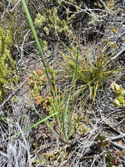 Trisetum glomeratum
