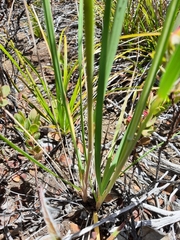 Trisetum glomeratum