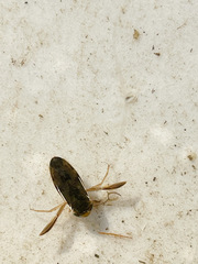Corixini