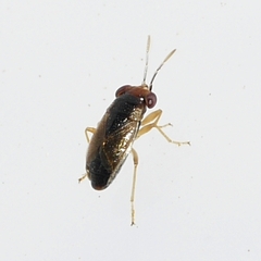 Isthmocoris piceus