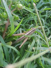 Staurorhectus longicornis
