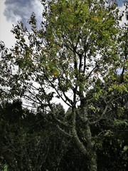 Prunus serotina capuli