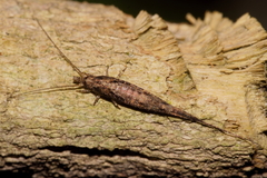 Nesomachilis
